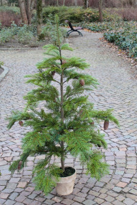 1124 883 a3 Пластиковая елка Нордманн с шишками, в горшке, 135 см, зеленая H-andreas