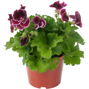 Пеларгония крупноцветковая 13x25 см 82560407 STLM-2012253
