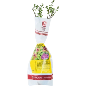 Спирея Голдфлейм h35 см 89353403 STLM-2109900