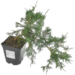 Можжевельник средний Пфицериана Глаука ø19 см h40-60 см 85088123 STLM-2178289