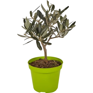 Олива Мини Штамбовая 12x25 см 83060670 STLM-2198509
