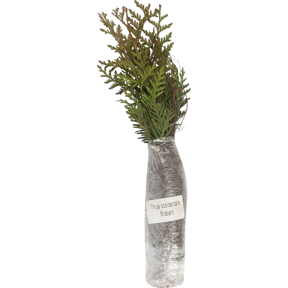 Туя западная Брабант в тубе 82539537 STLM-2105133 BLOOMING LIFE  - Вид №1