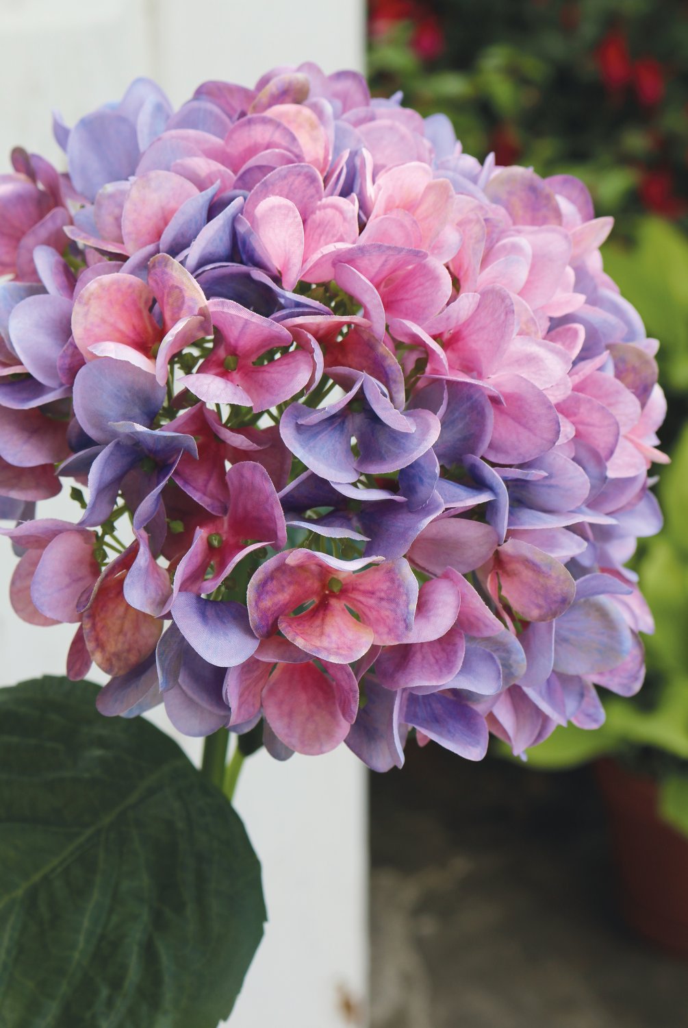2270 222 a3 Искусственная гортензия, 65 см, темно-фиолетовый H-andreas  - Вид №5