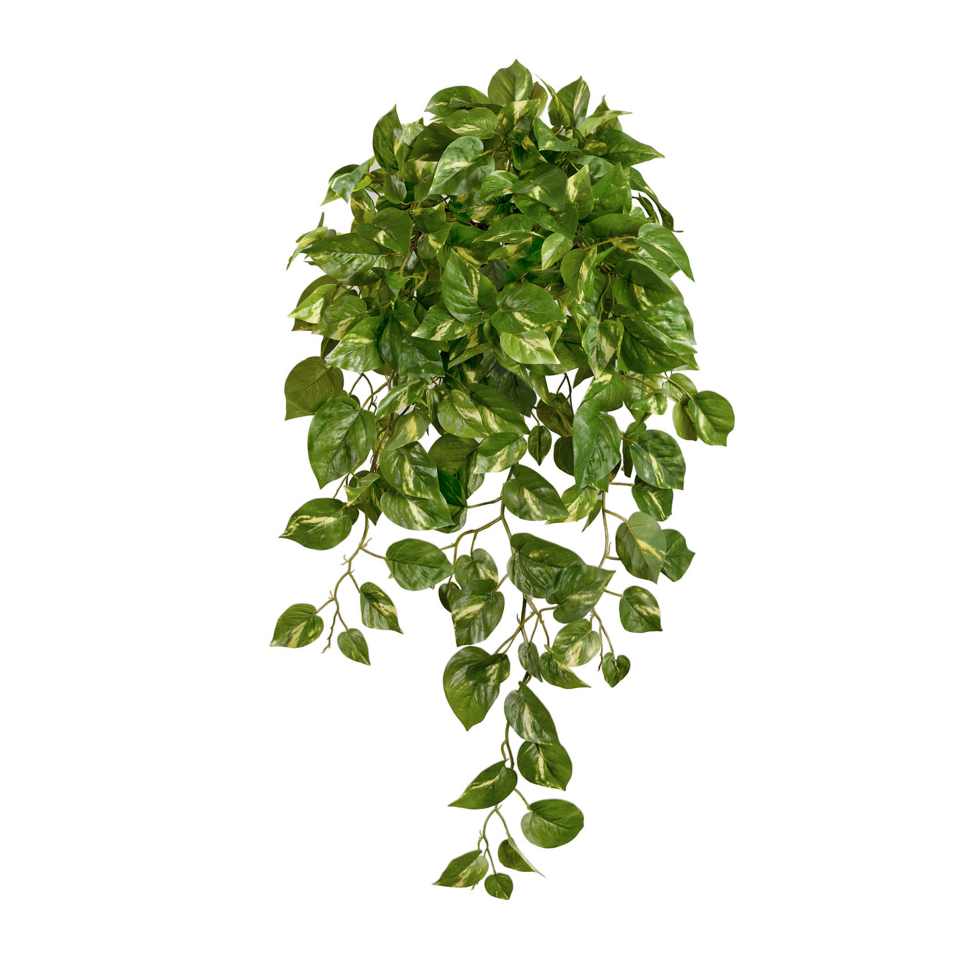 2000983190055 Потос Элегант ампельный большой BUBOLA E NAIBO Santreyd 