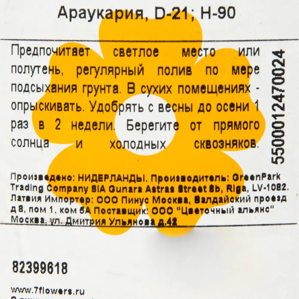 Араукария ø21 h90 см 82399618 STLM-2090516 Santreyd  - Вид №2