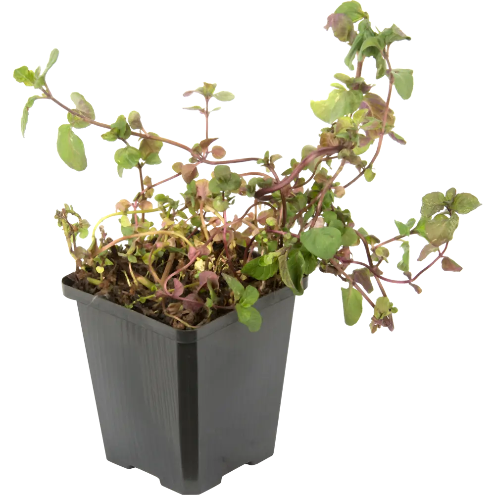 Мята перечная Santreyd STLM-2094692