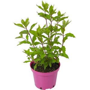 Саженец Гортензия метельчатая Левана ø19 h40 см 84922820 STLM-2211561