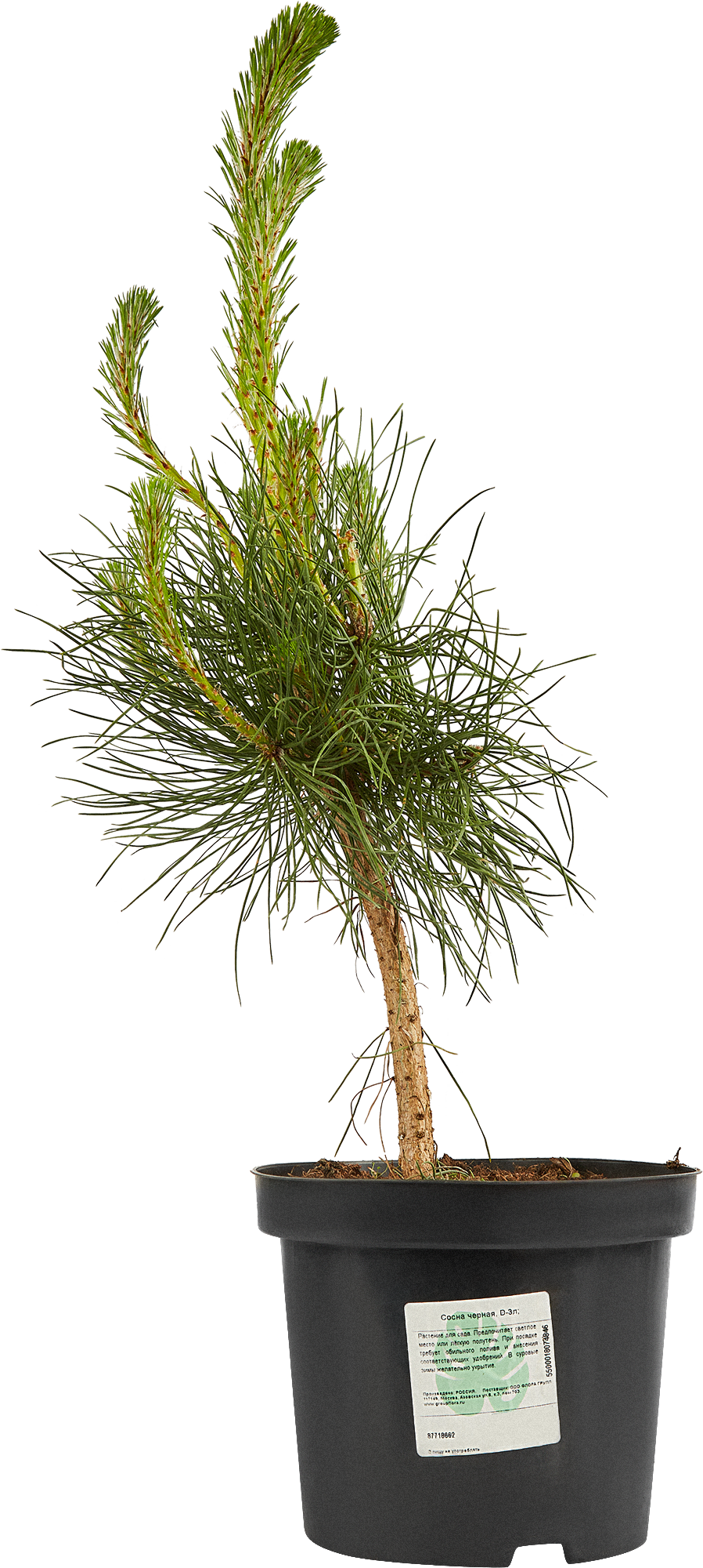 Сосна черная Santreyd - стройное хвойное дерево для ландшафтного дизайна 87718662 STLM-0075334 - Вид №1