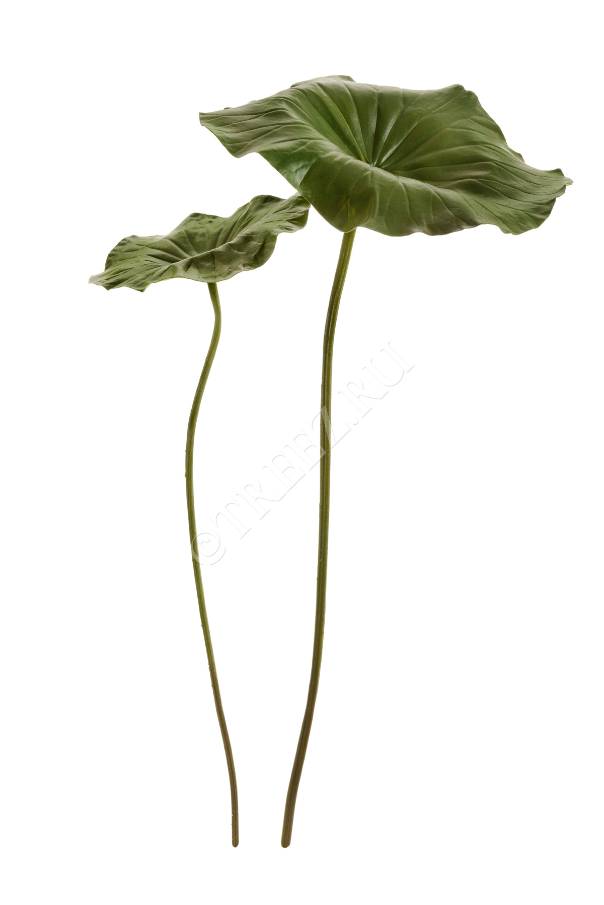 30.11170023GR Лист Лотоса Цветочная коллекция  - Вид №2