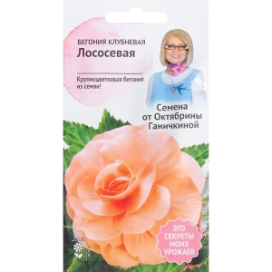 Бегония лососёвая 6 шт. 82481686 STLM-2056826