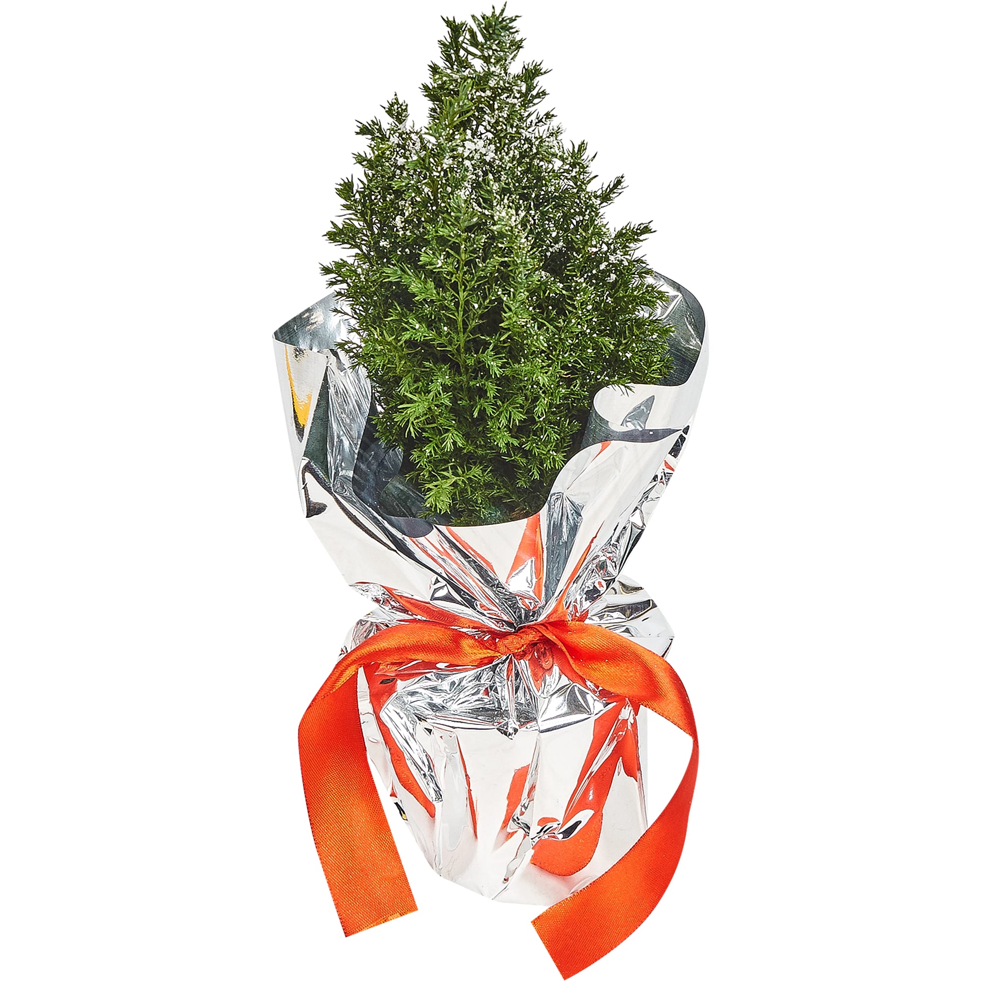 83210638 Кипарисовик Элвуди 9x30-35 см, праздничная упаковка Santreyd 