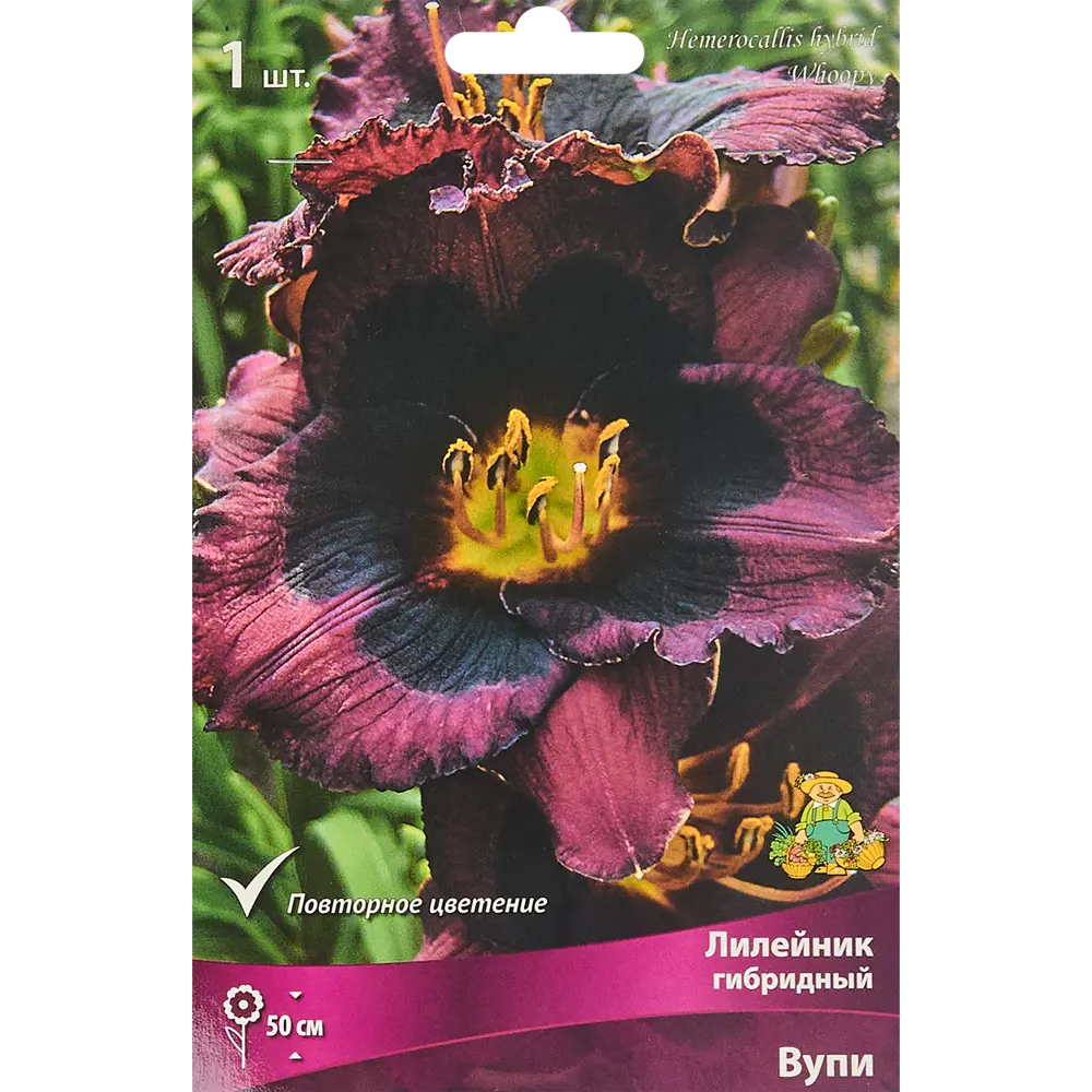 Лилейник Вупи ПОИСК - фиолетовый многолетник для солнечного сада 85186039 STLM-0953112