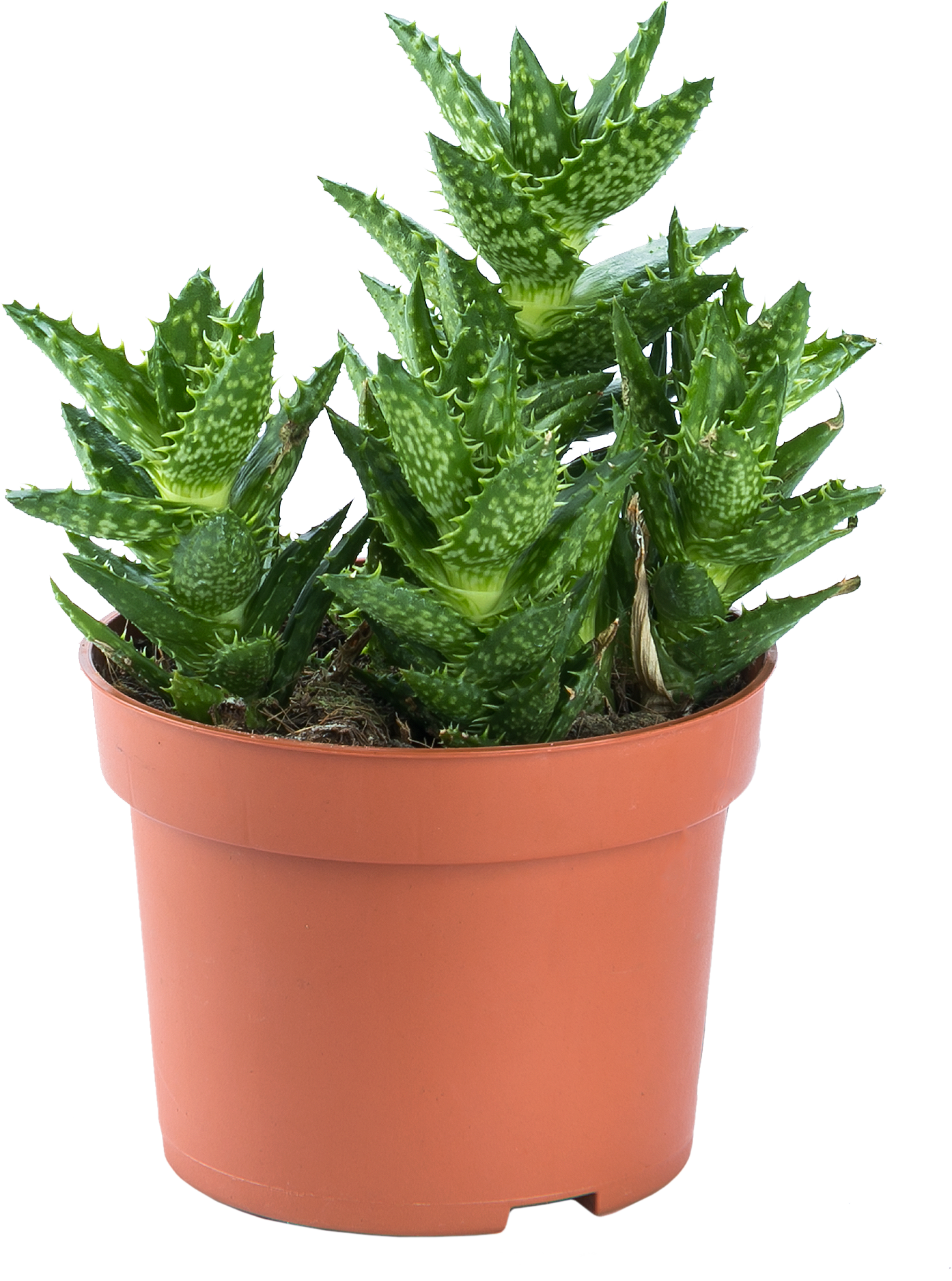 Алоэ микс Santreyd - целебный суккулент для дома 15745419