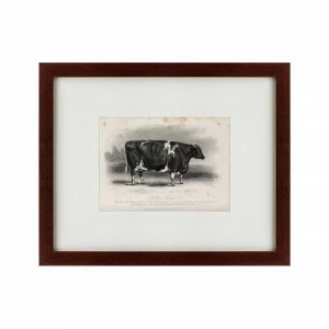 Картина: A short horned cow, 1850 КАРТИНЫ В КВАРТИРУ  135687 Разноцветный