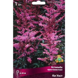 Астильба простолистная Ки Уэст 85205499 STLM-2117635