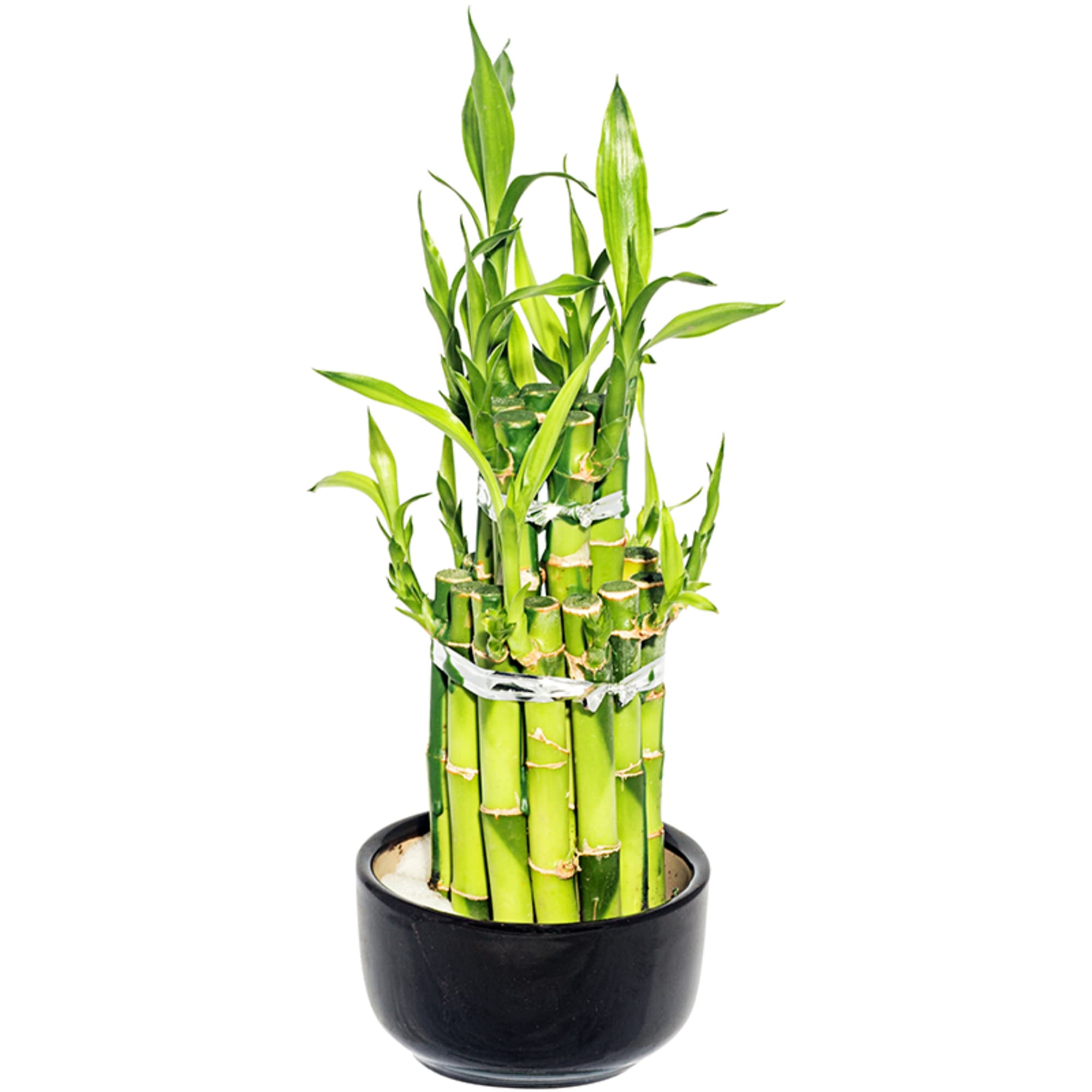 13533877 Бамбук Лаки 2 ронд 9х18 см Santreyd 