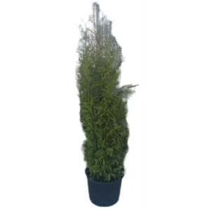 Туя западная Брабант ø25 h160 см 84722190 STLM-2079489