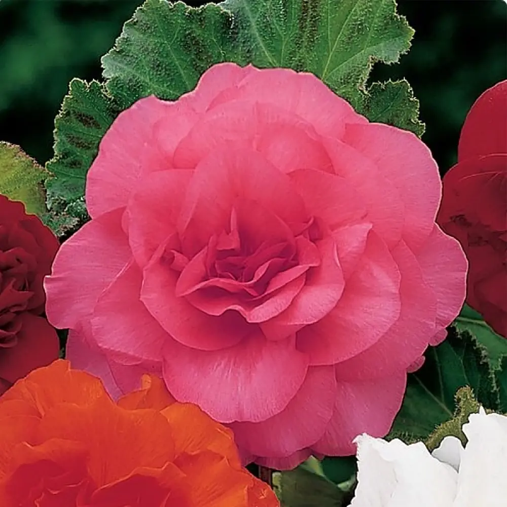 Бегония «double Pink», 4х5 см 13064695 STLM-2199623 GEOLIA 