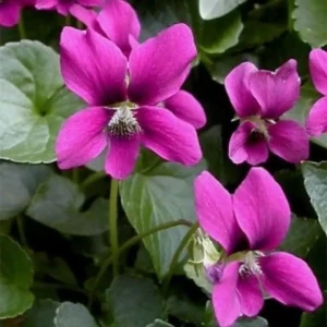 Фиалка сестринская Рубра ø11.5 h30 см 85324939 STLM-2053035