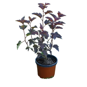 Пузыреплодник калинолистный Ред Барон ø9 h15 см