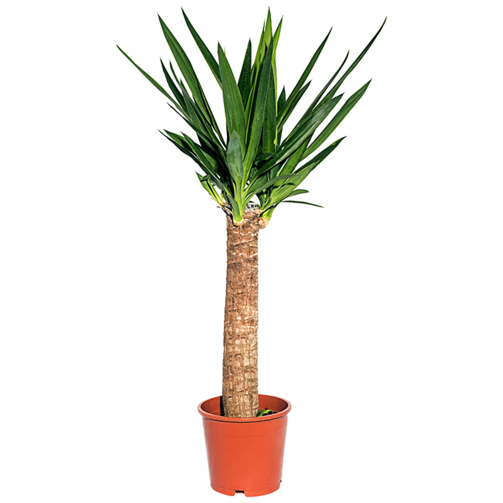 15745401 Юкка элефантис 17х75 см, 2 ствола Santreyd 