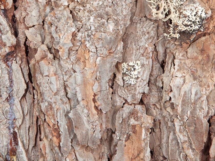 Freund GmbH Внутренняя облицовка корой лиственницы Nature sun-id-1495187 - Вид №3