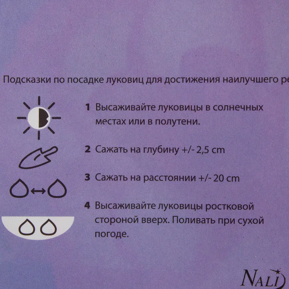 Бегония «Розебуд» 4/5 (ROSEBURD) Santreyd STLM-2064504 - Вид №1