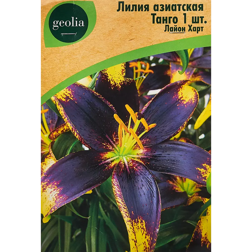 Лилия Geolia азиатская Танго Лайон Харт 86408619 STLM-2007117 