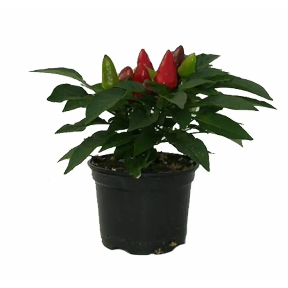 Перец декоративный ø12 h25 см Santreyd STLM-2019698