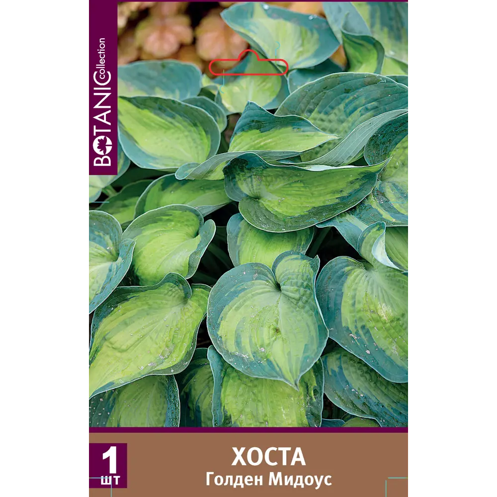 Хоста Голден Медоуз луковицы 1 Santreyd STLM-2148966