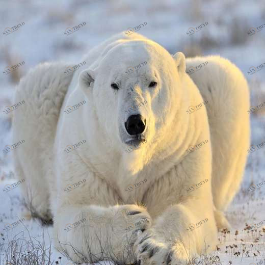 WP00358 Фотообои Verol Фотообои decoline 1х1 м