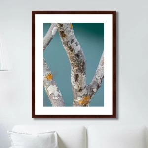 Фотокартина в раме 78,5х100 см Trees on the Galapagos Islands, Ecuador No3 КАРТИНЫ В КВАРТИРУ  264887 Голубой;серый;разноцветный
