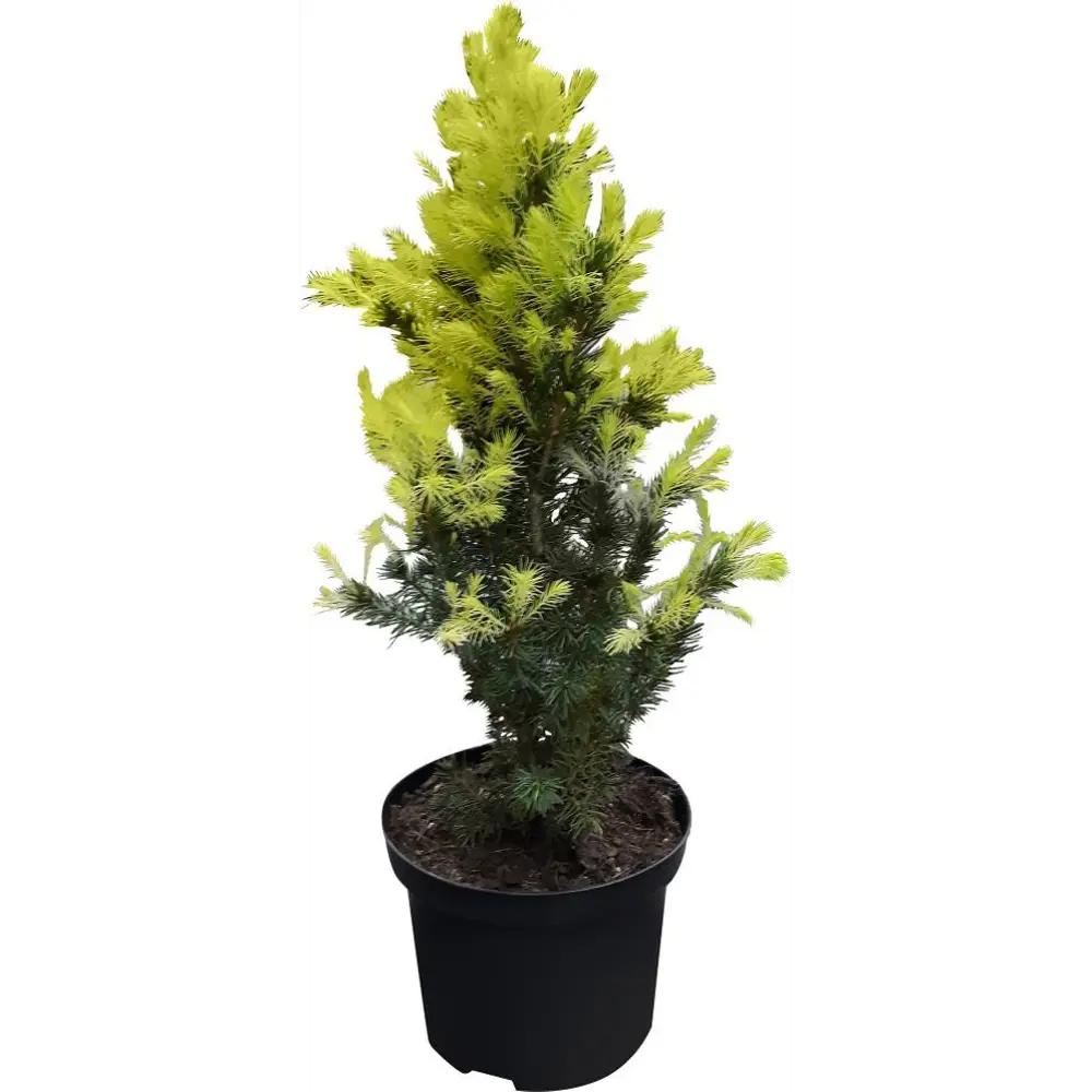 Ель сизая Перфекта ø15 h65 см 84834207 STLM-2006624 PLANTMARKET 
