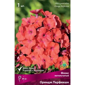 Флокс метельчатый «Ориндж Перфекшн» 82530307 STLM-2168005