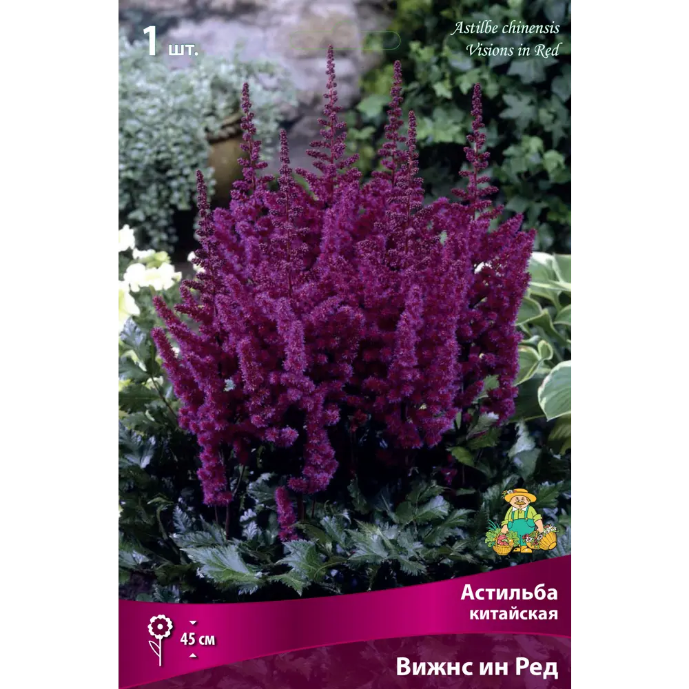 Астильба китайская «Вижнс ин Ред» разбор I 82661812 STLM-2067184 Santreyd 