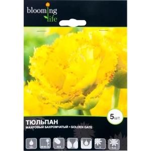 Тюльпан Голден Гейт 12/plus, 5 шт. 15073211 STLM-2183693