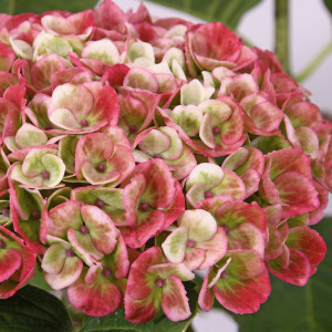 86726607 Гортензия Меджикал революшн пинк ø23 h30 - 40 см