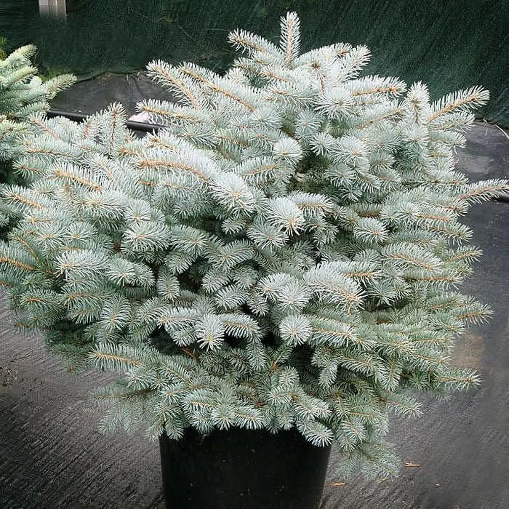 Ель колючая «Глаука Глобоза» 17x15 см 82601624 STLM-2084819 Santreyd  - Вид №2