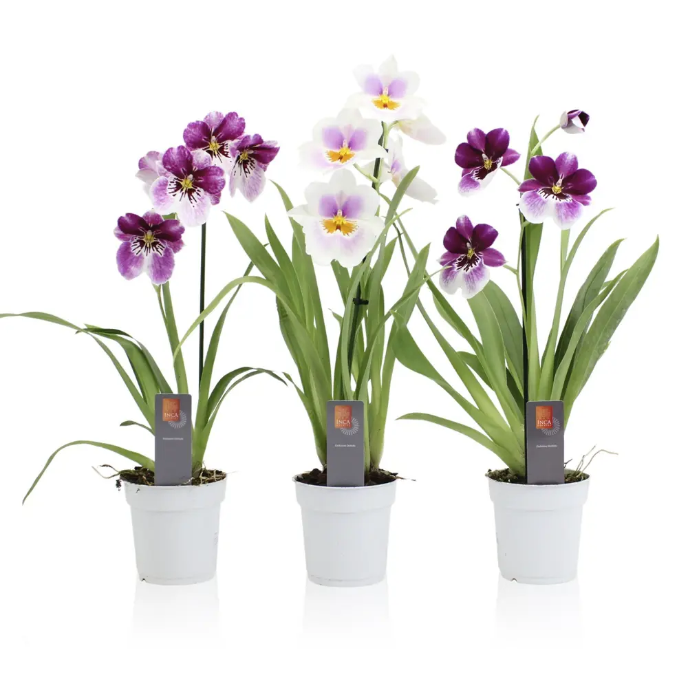 Орхидея Мильтония микс в горшке ø12 см 89434541 Santreyd STLM-1580816