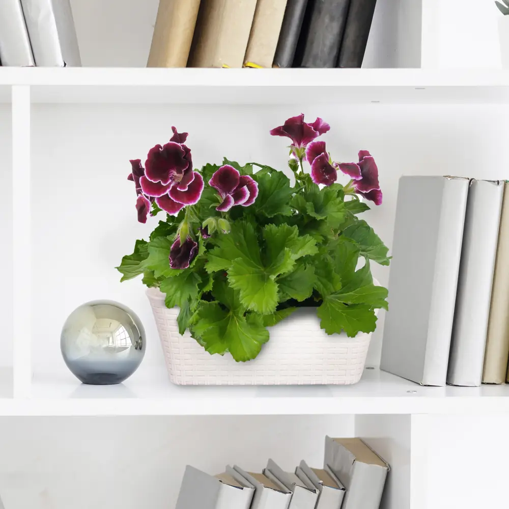 Santreyd Пеларгония грандифлора — цветущий кустарник с розовидными соцветиями 83248148 STLM-0039919 - Вид №3