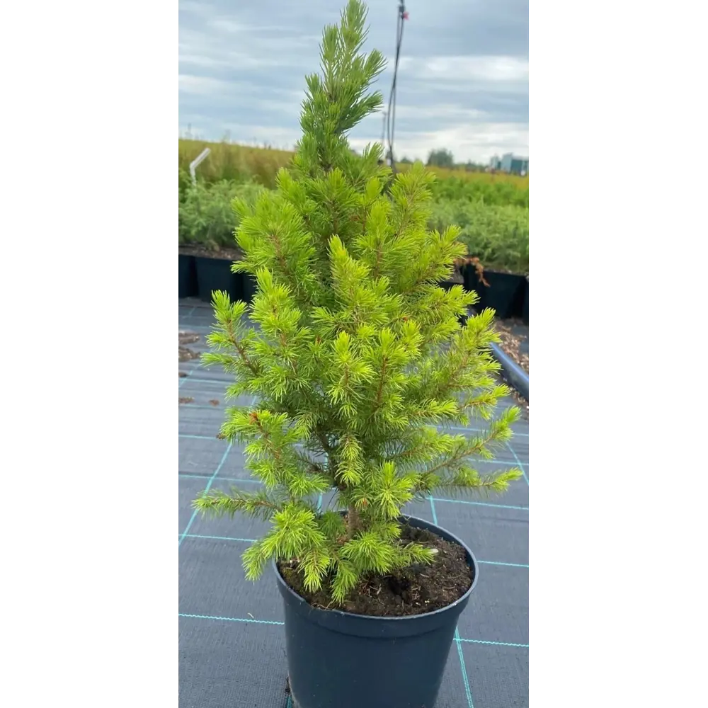 Ель Коника Десембер С2 h40-60 см Santreyd STLM-2192788 - Вид №2