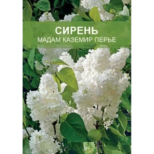 Сирень Мадам Каземир ø15 h35 см 85670447 STLM-2022448
