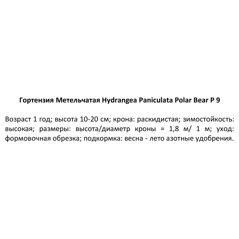 Гортензия метельчатая Полар Биар ø9 h20 см 84406437 STLM-2084190 Santreyd  - Вид №1