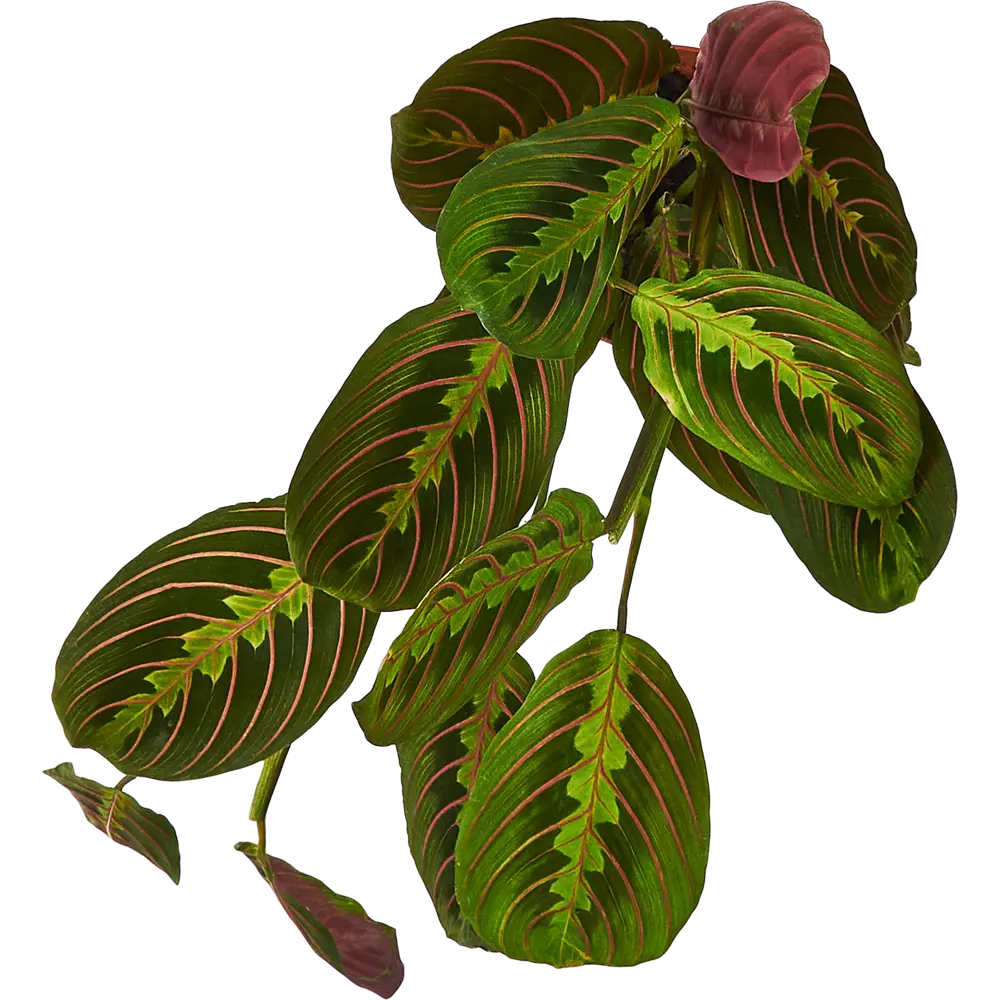 Santreyd Маранта Триколор — живой узор в вашем интерьере 85324957 STLM-0061522 - Вид №2