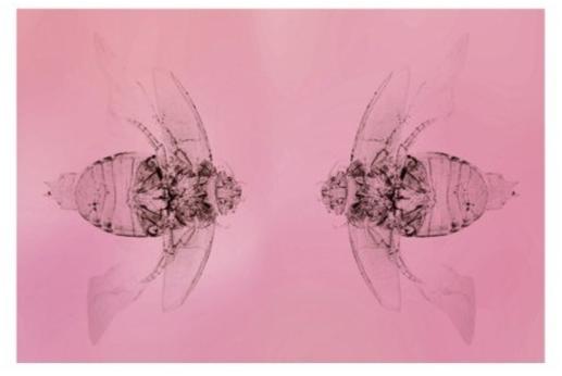 Moroso Гобелен Tapestry sun-id-1372406 - Вид №1