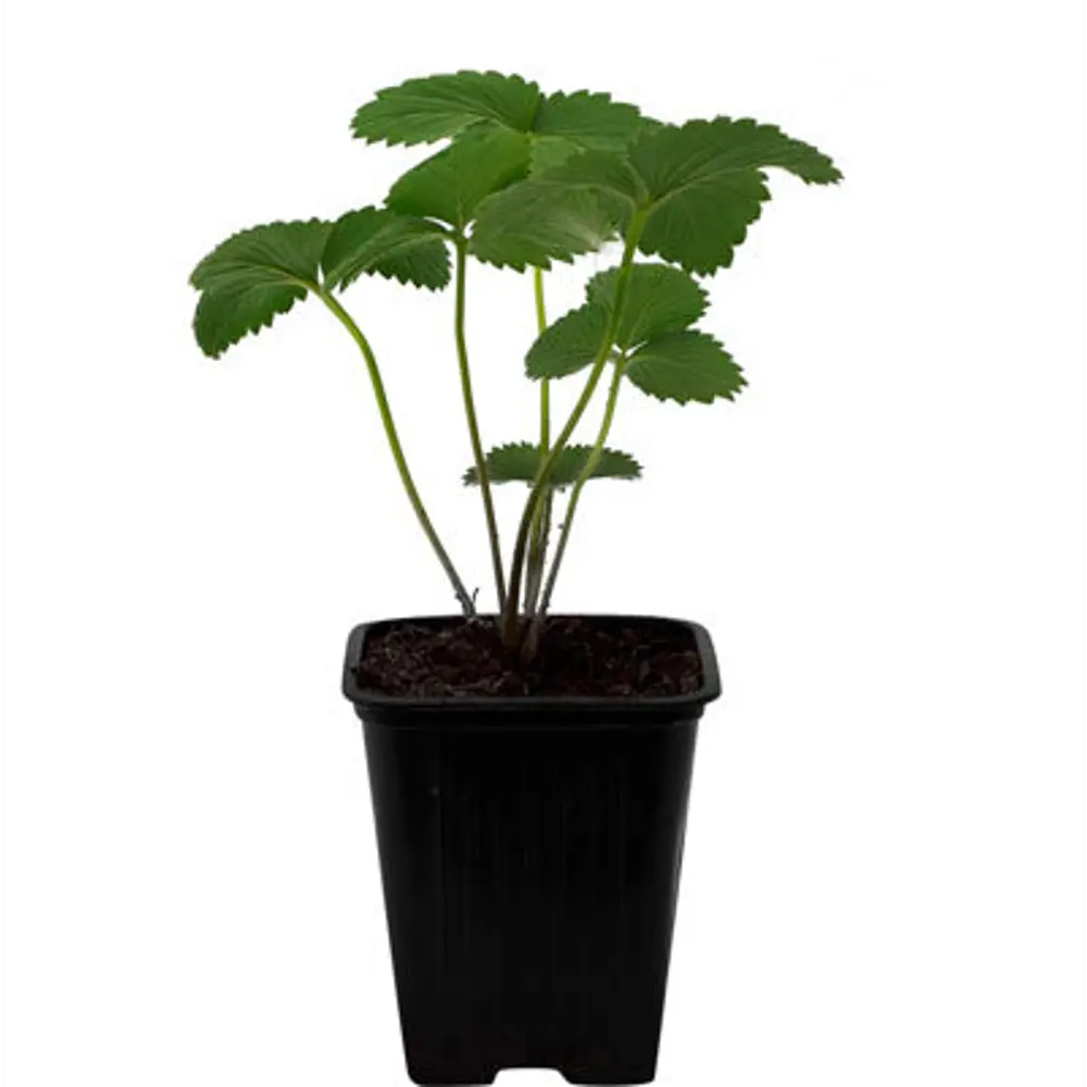 Клубника микс ø9 h10 см Santreyd STLM-2088679