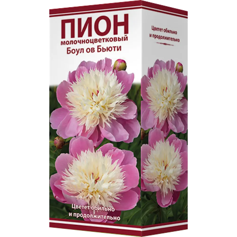 Пион травянистый «Боул ов Бьюти» 82530280 STLM-2149980 Santreyd 