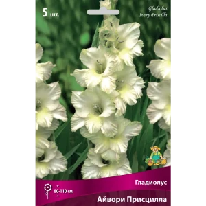 Гладиолус крупноцветковый «Айвори Присцилла» 82530149 STLM-2053017