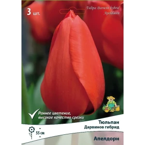 Тюльпан «Дарвинов гибрид Апелдорн», высота 40 см, 3 шт. 82000205 STLM-2160943