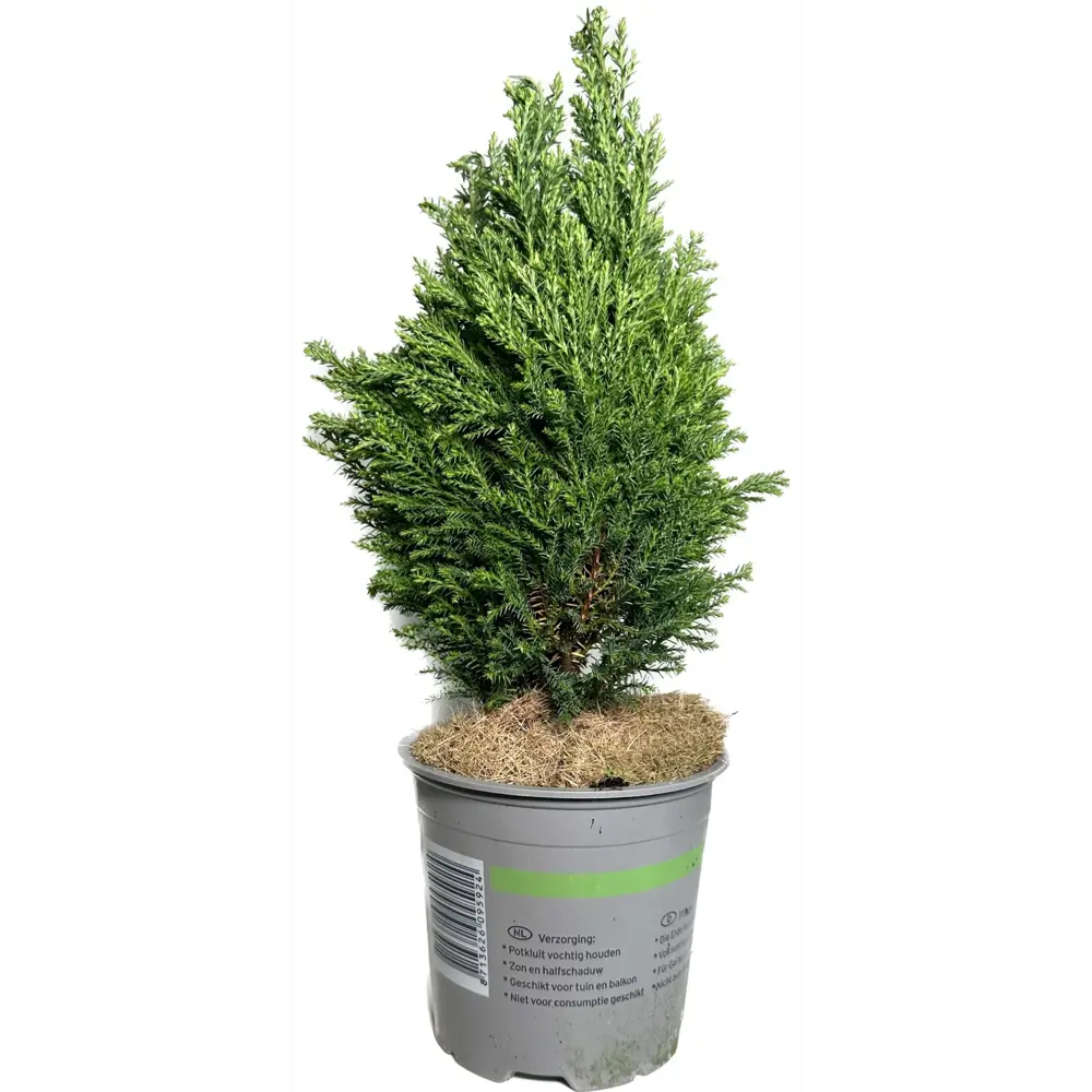 Кониферен микс стандарт ø13 h30 см Santreyd STLM-2191820 - Вид №2